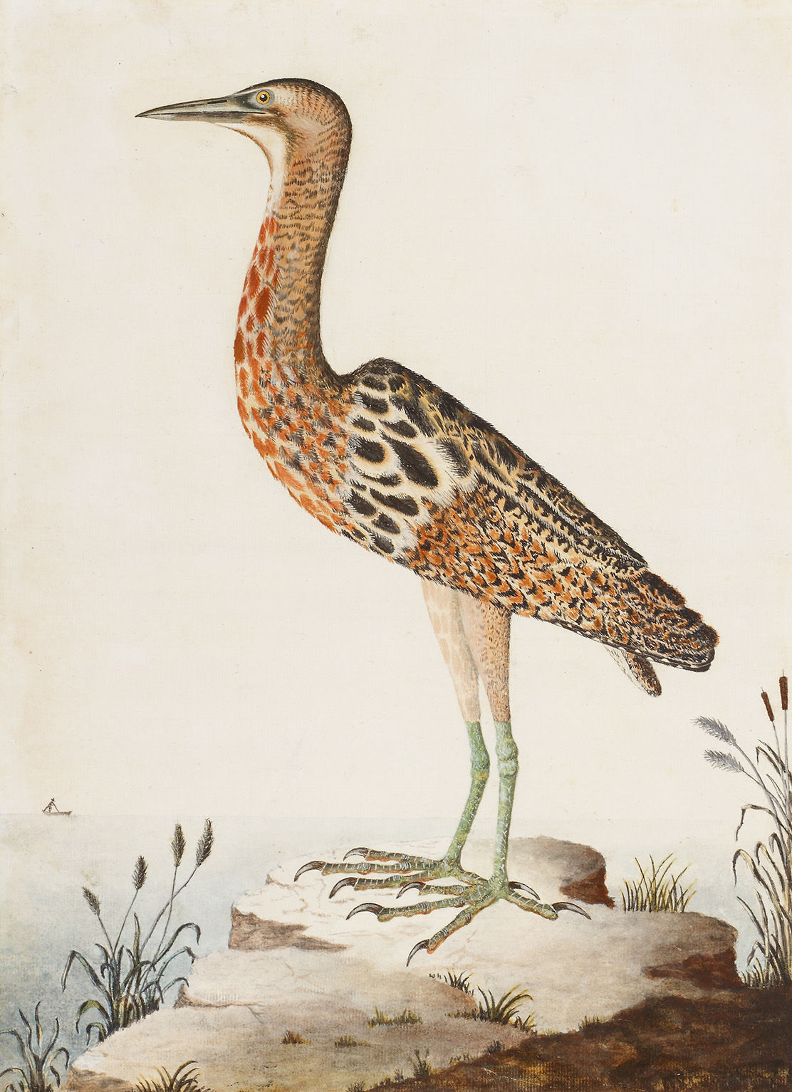 Collection of Fifteen Fine English Ornithological Watercolours